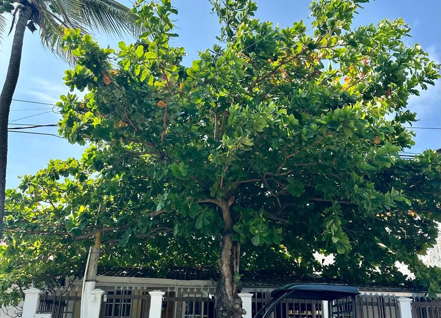 Los Almendros Beach San Andrés Colombia